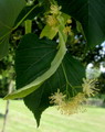 Small-leaved Lime ، Little-leaf Linden